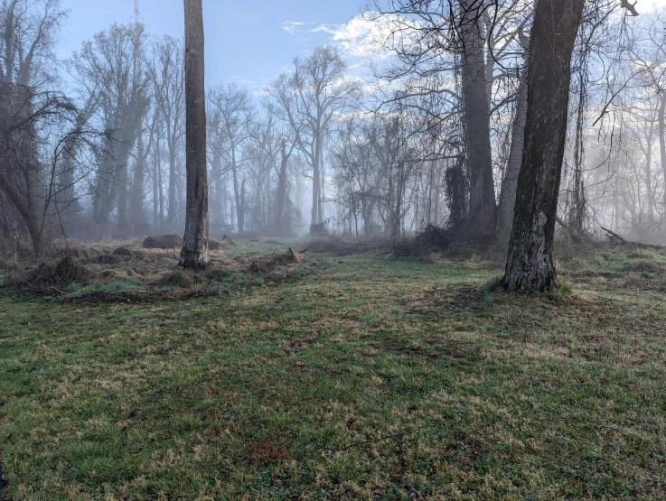 a grassy field with trees in the fog and a fence near by