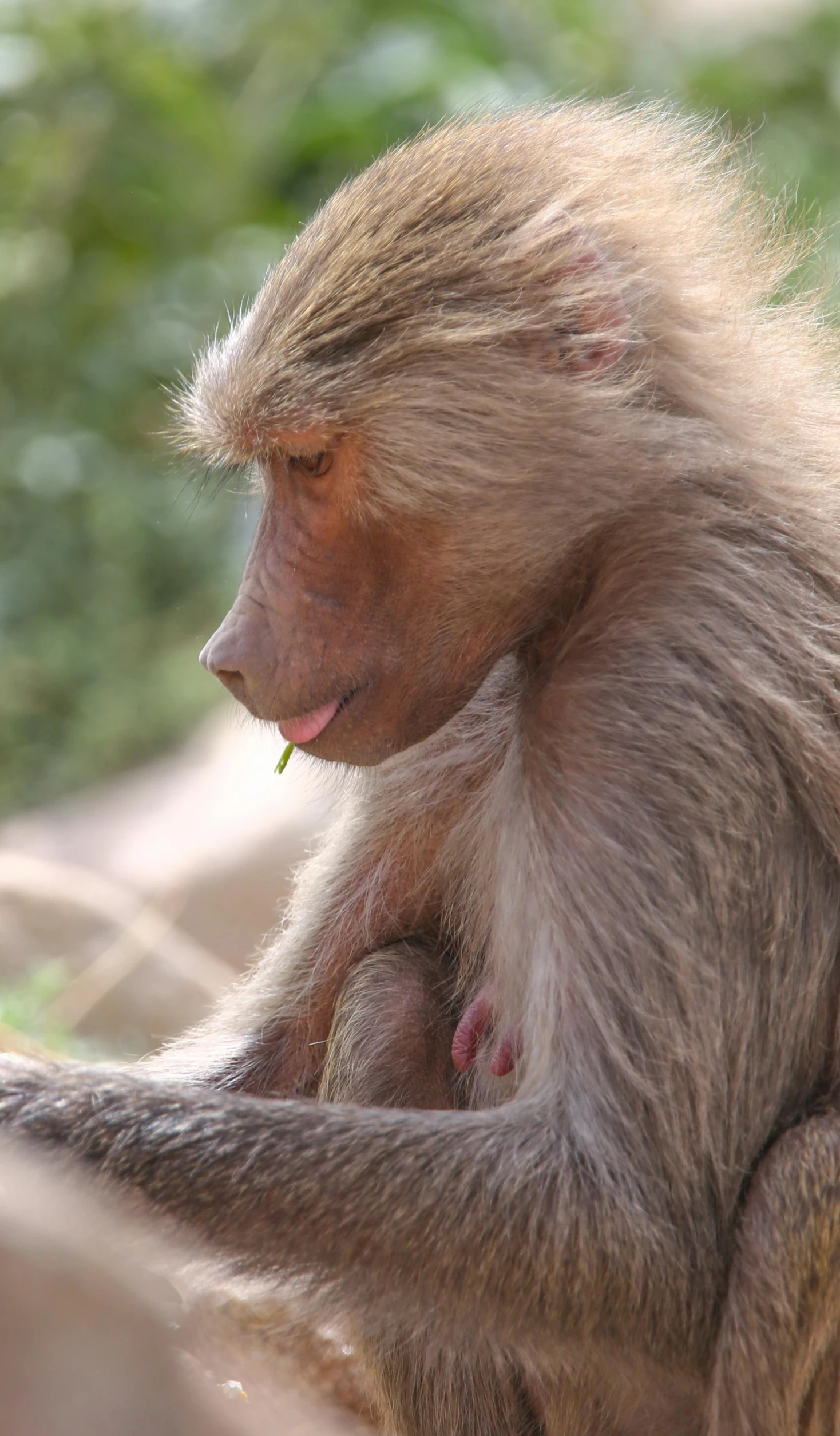 a brown and white monkey holding soing in its mouth