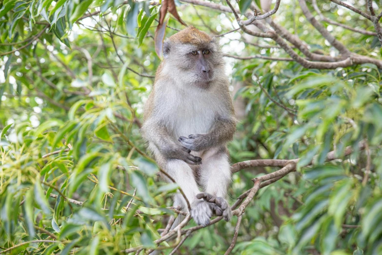 a monkey sitting on top of a tree nch