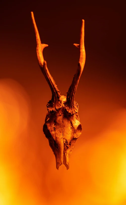 a brown antelope skull with two horns hanging from it's side