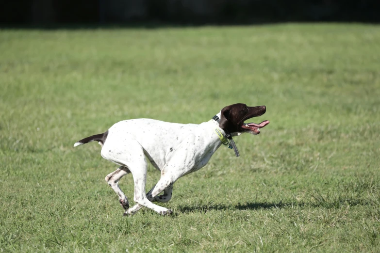 the brown and white dog is running through the field