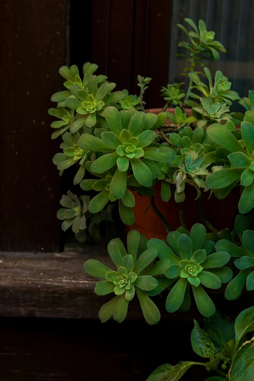 a close - up of the green plants in a pot