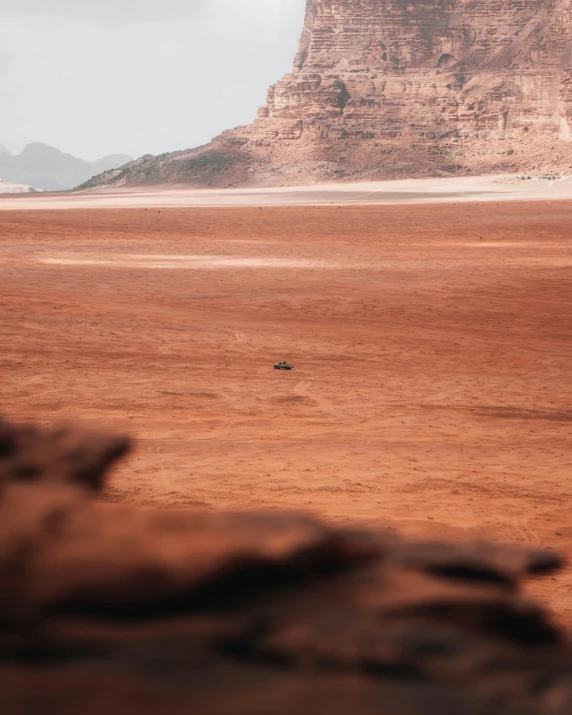 a single animal standing in the middle of a field