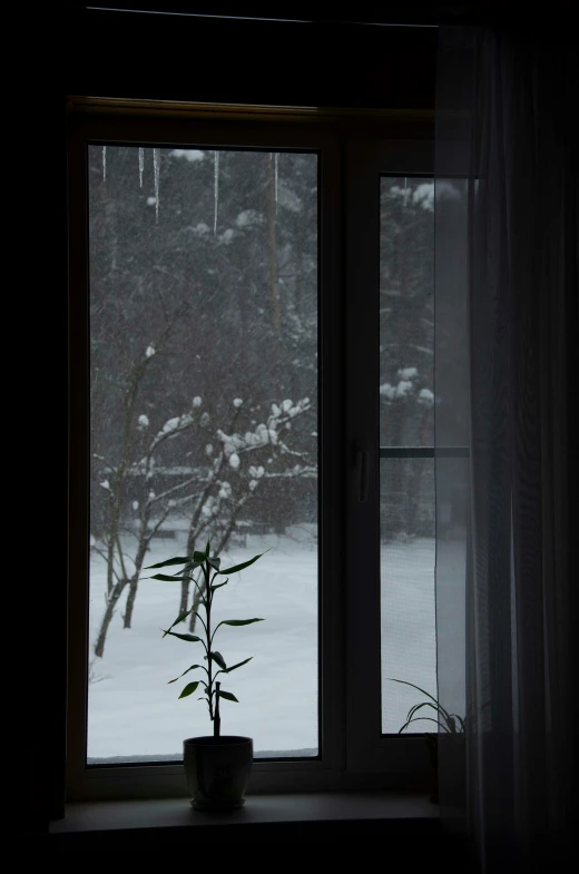 a lone pine tree stands on a snow covered porch in front of a window