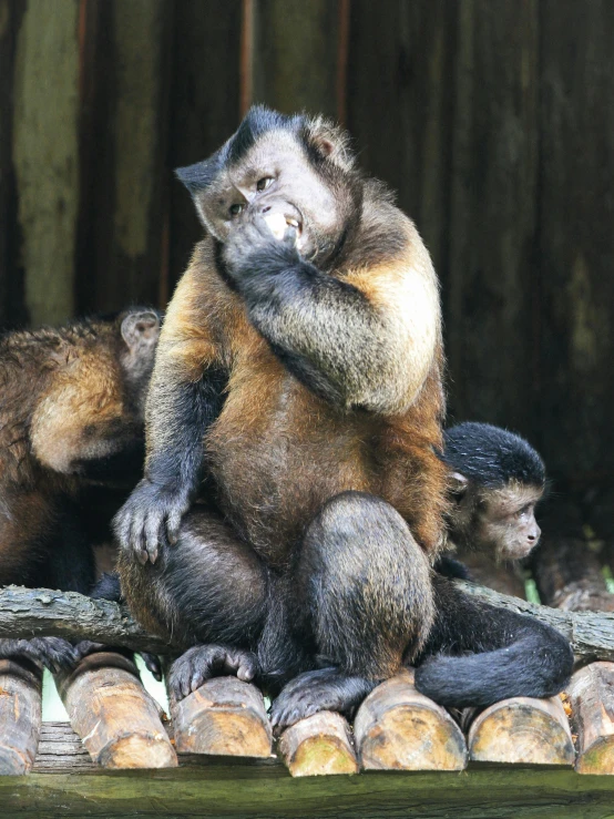 this small group of monkeys is playing on some logs