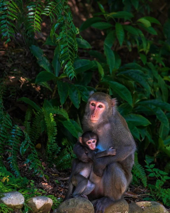 a monkey with a baby sitting in front of plants