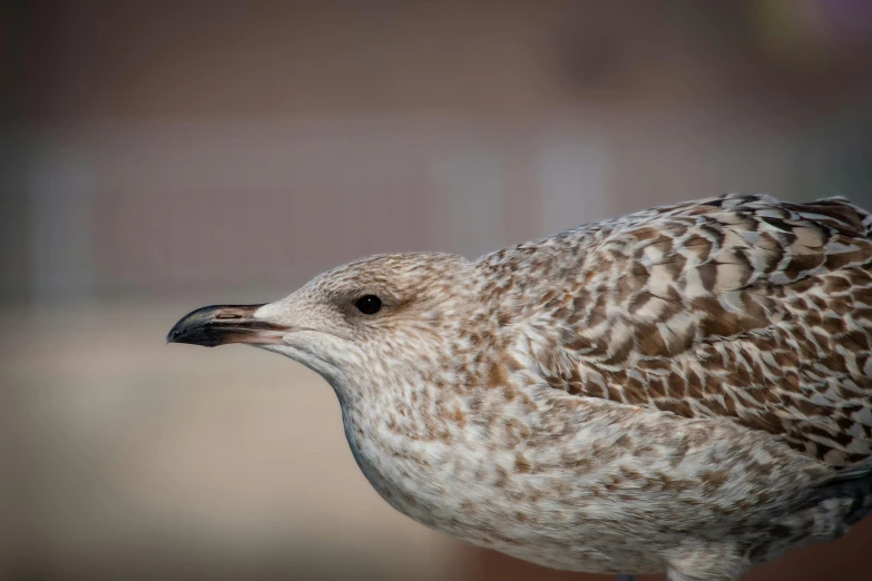 a close up of a brown and white bird