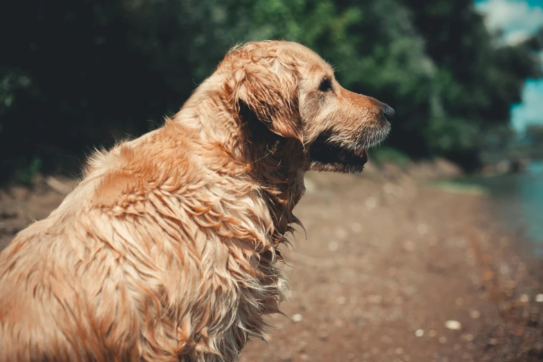 close up po of a golden retriever dog