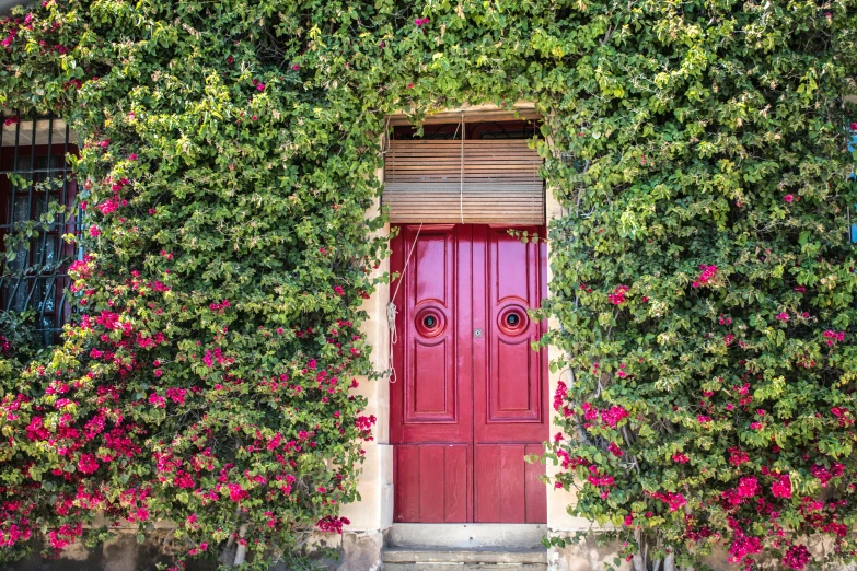 a red door surrounded by climbing plants