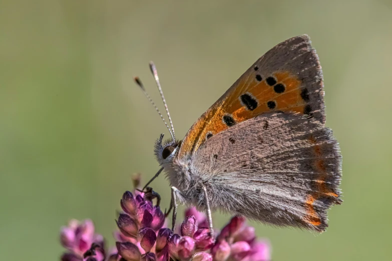 small erfly resting on a flower