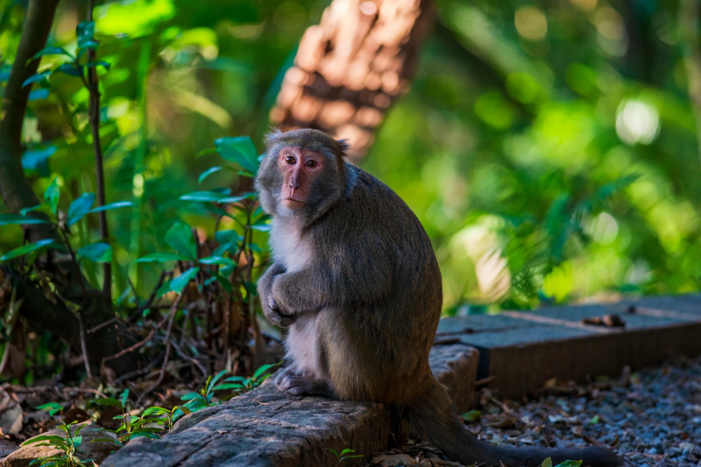 a monkey sitting on the ground next to some leaves