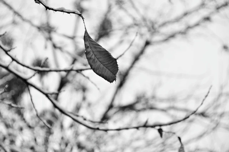 an empty leaf hangs from the top of a tree nch