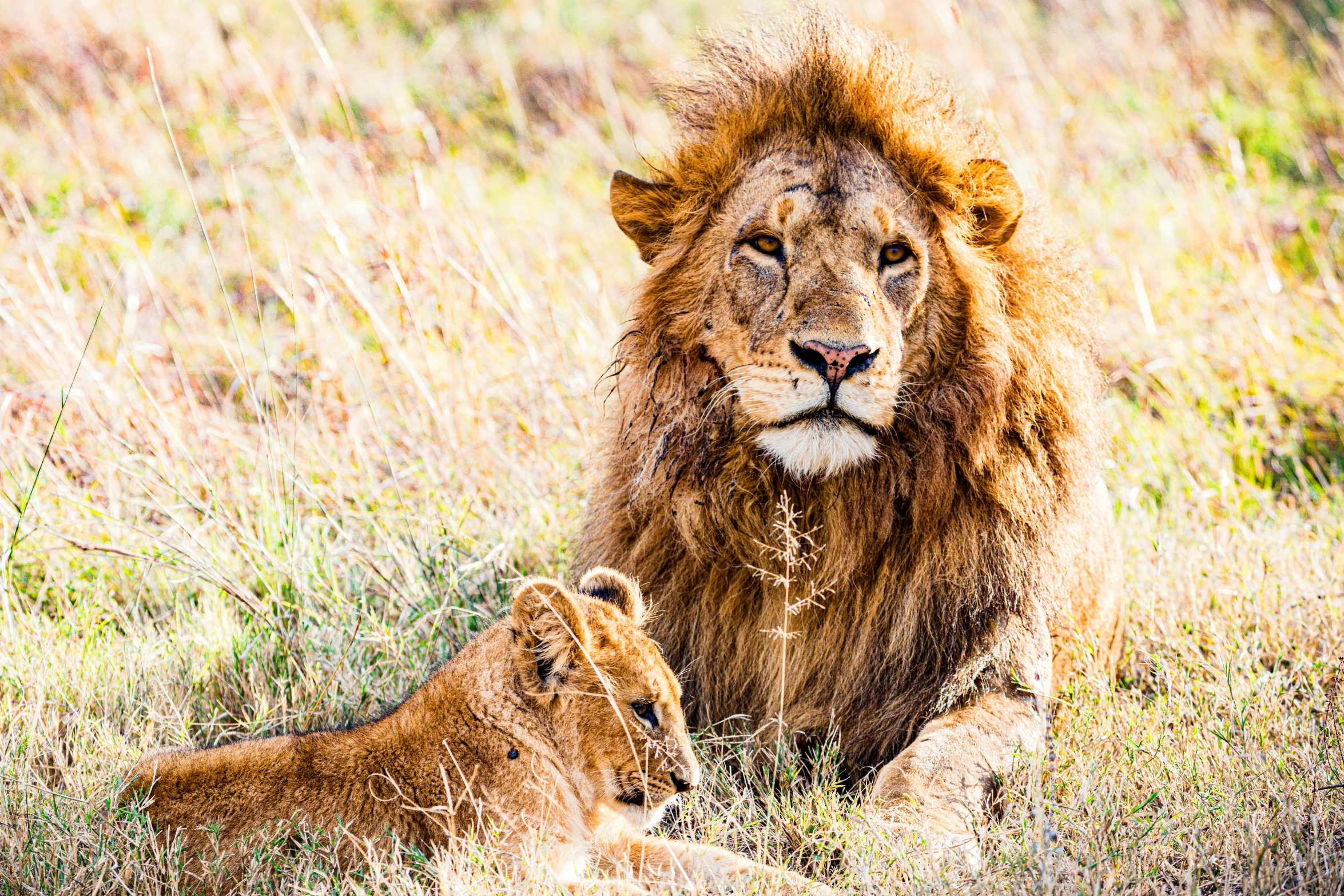 two large lions laying in a grassy area