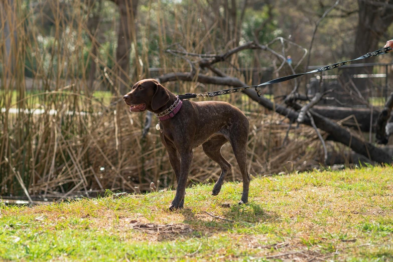 a dog walks through a grassy area with some trees