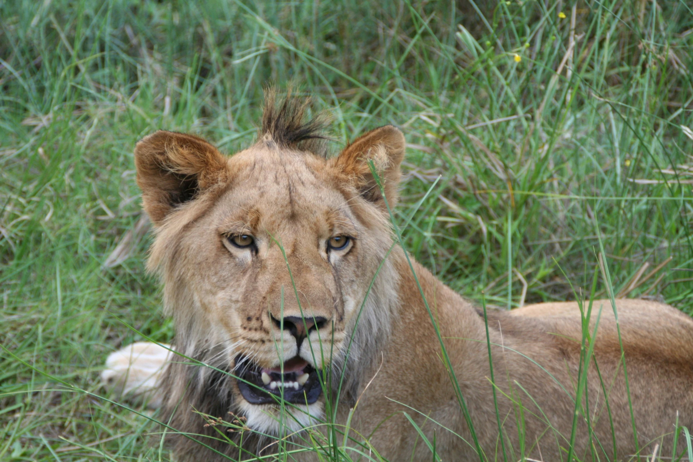 a big male lion laying down in the grass