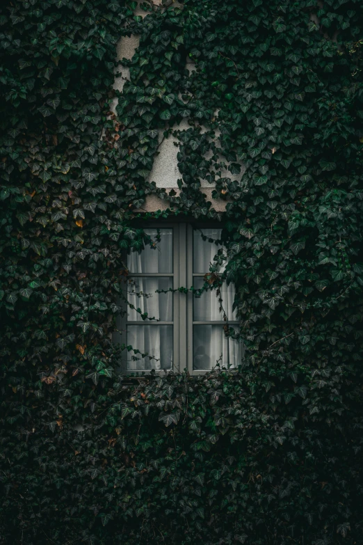 the green vines are growing around a window