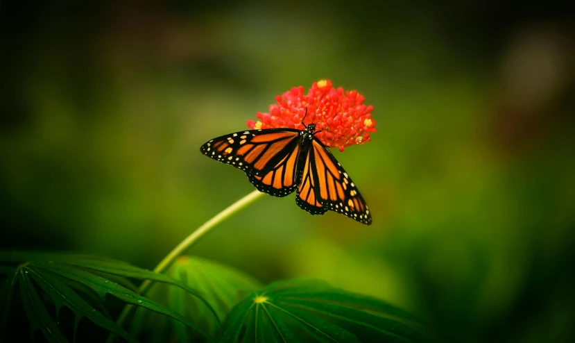 two erflies with a red flower on green leaves