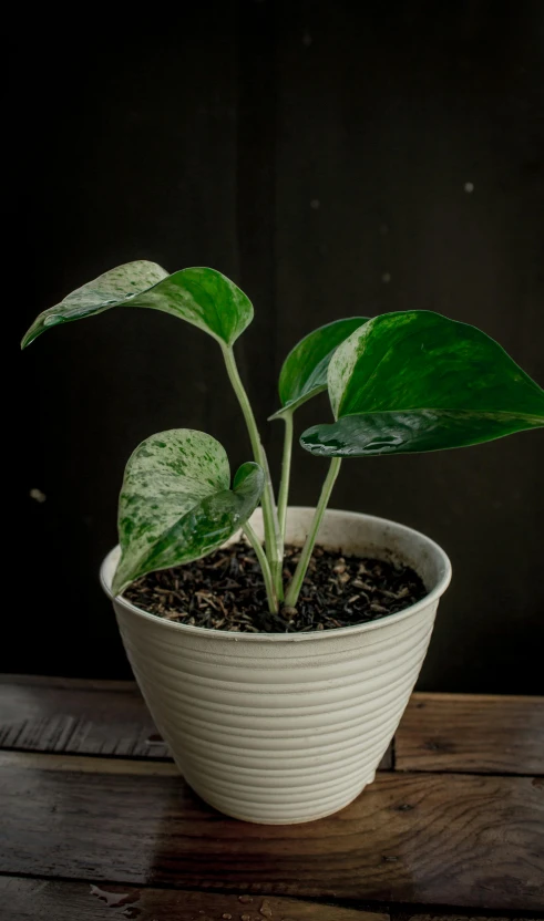 a close up of a plant with dirt in a pot