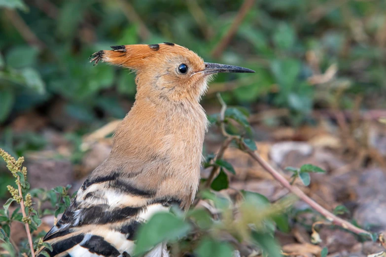 a brown, black and white bird standing in front of some plants