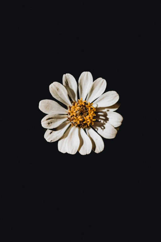 a white flower with yellow center is lit up