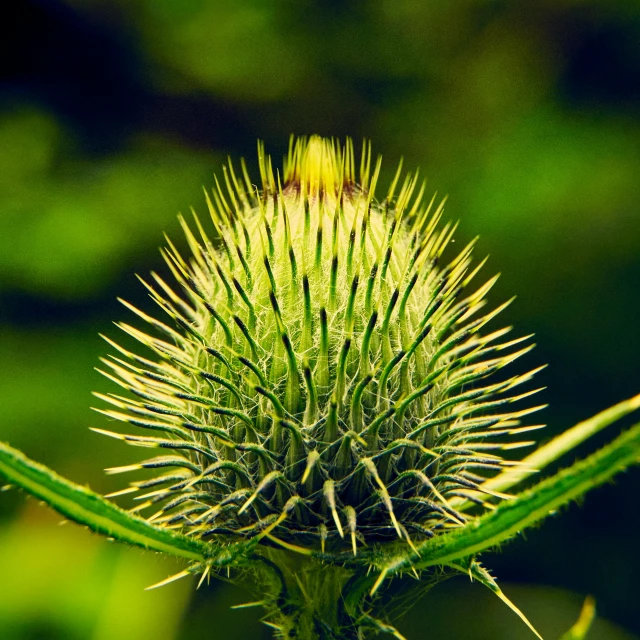 a close up of a spiky plant with lots of dirt