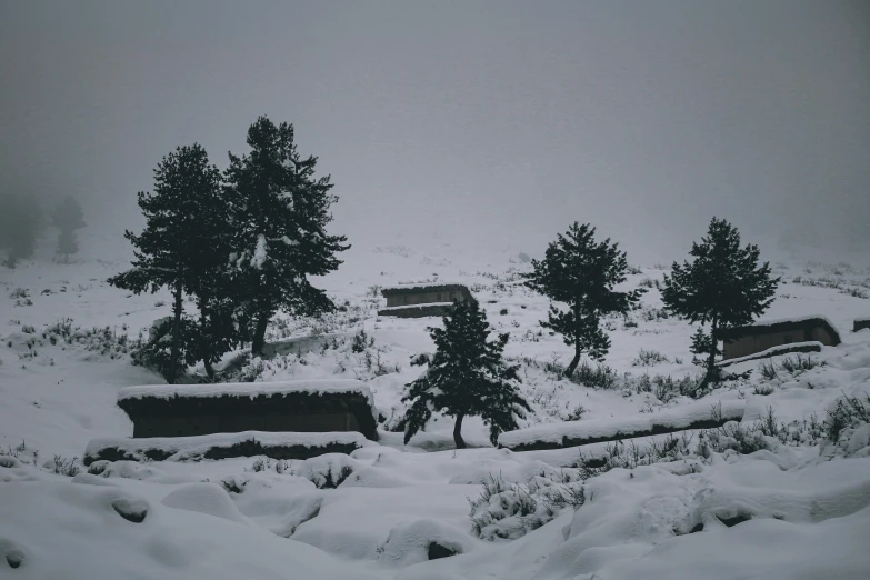 some snow and some trees on a snowy day