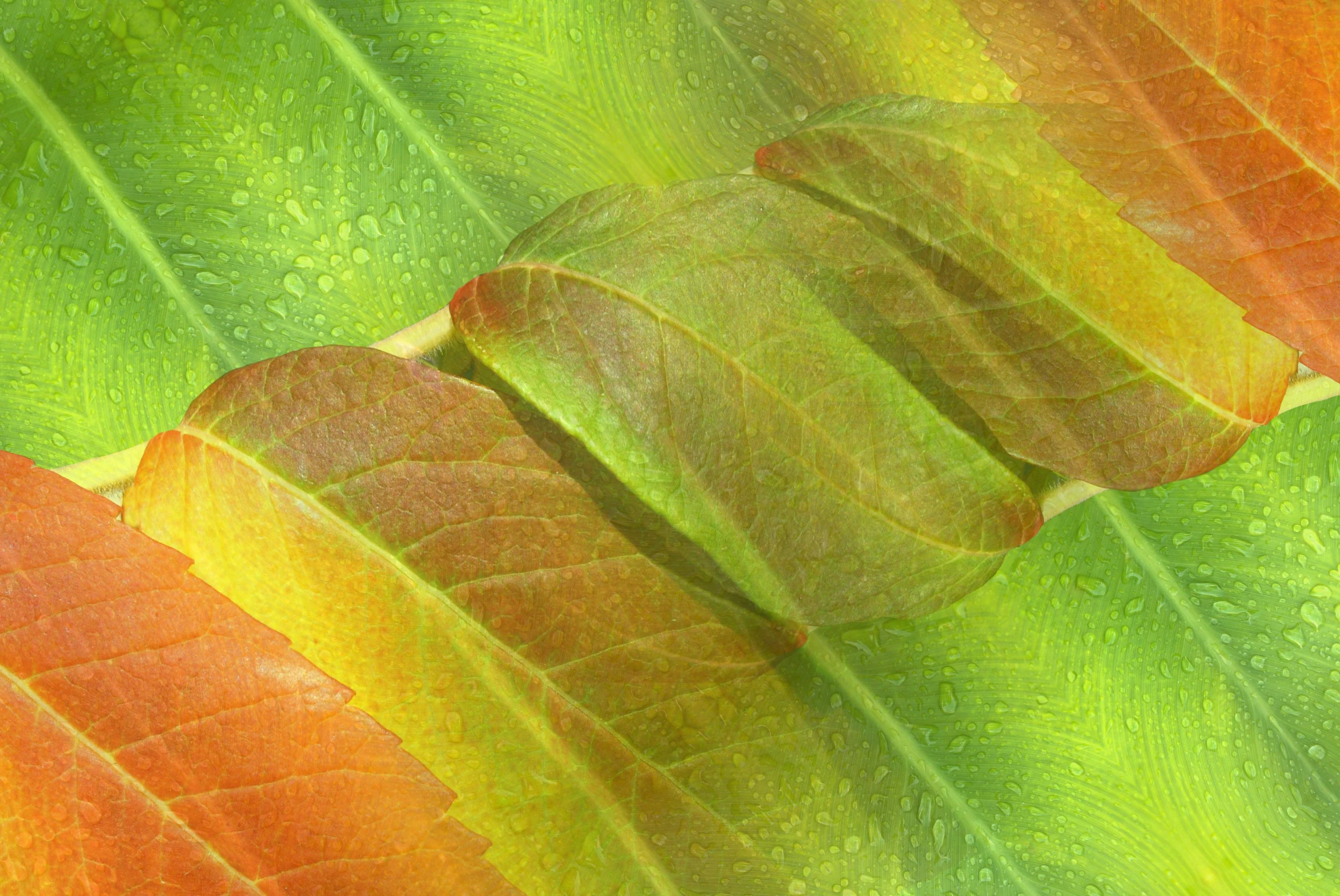 an image of the bottom part of some leaves