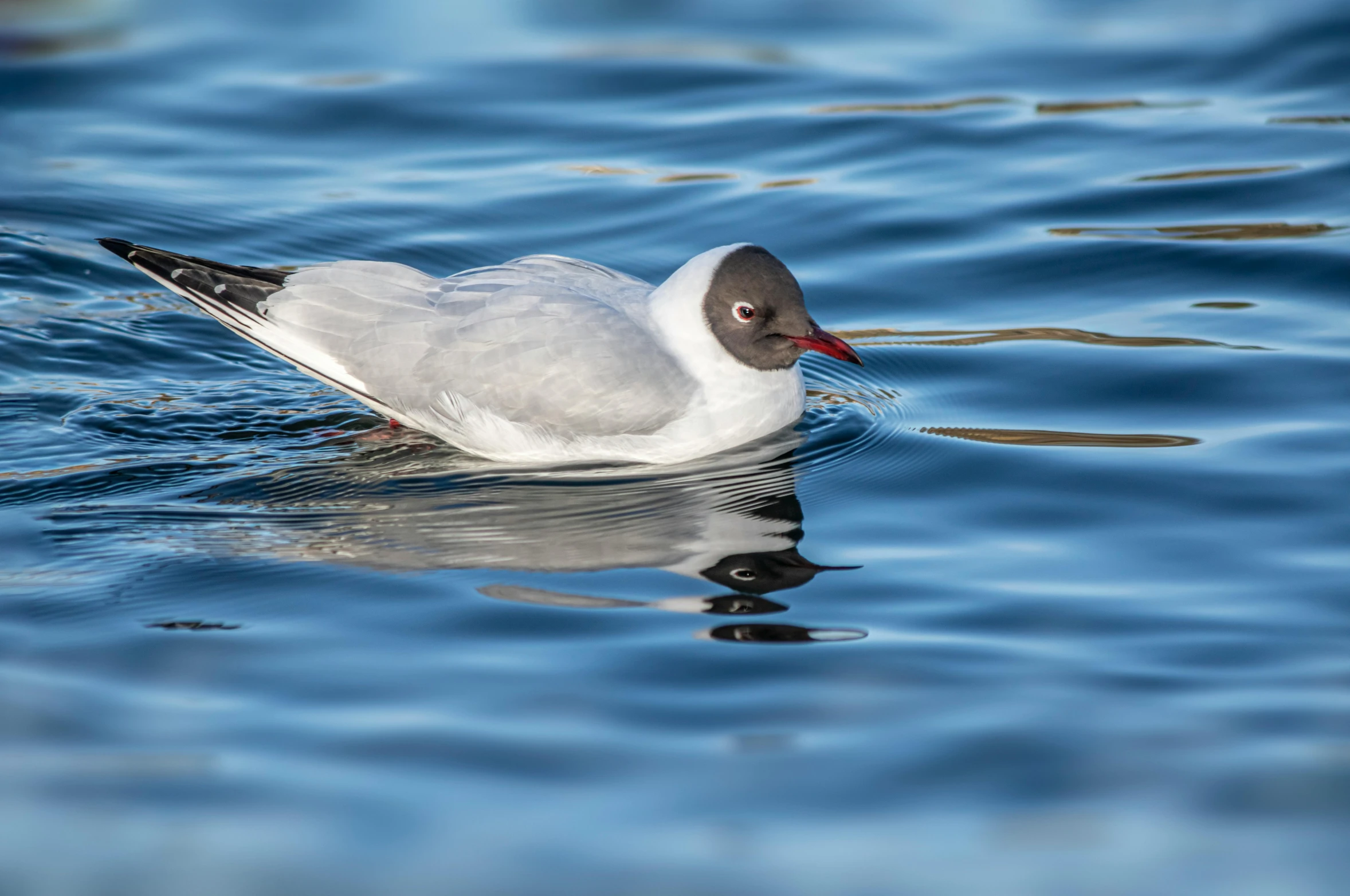 a white bird sitting on top of water