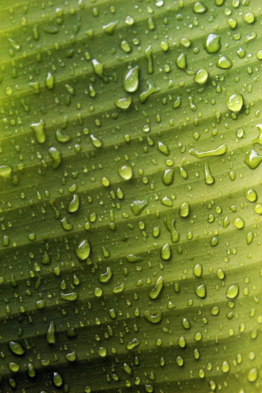 close up image of water drops on a green leaf