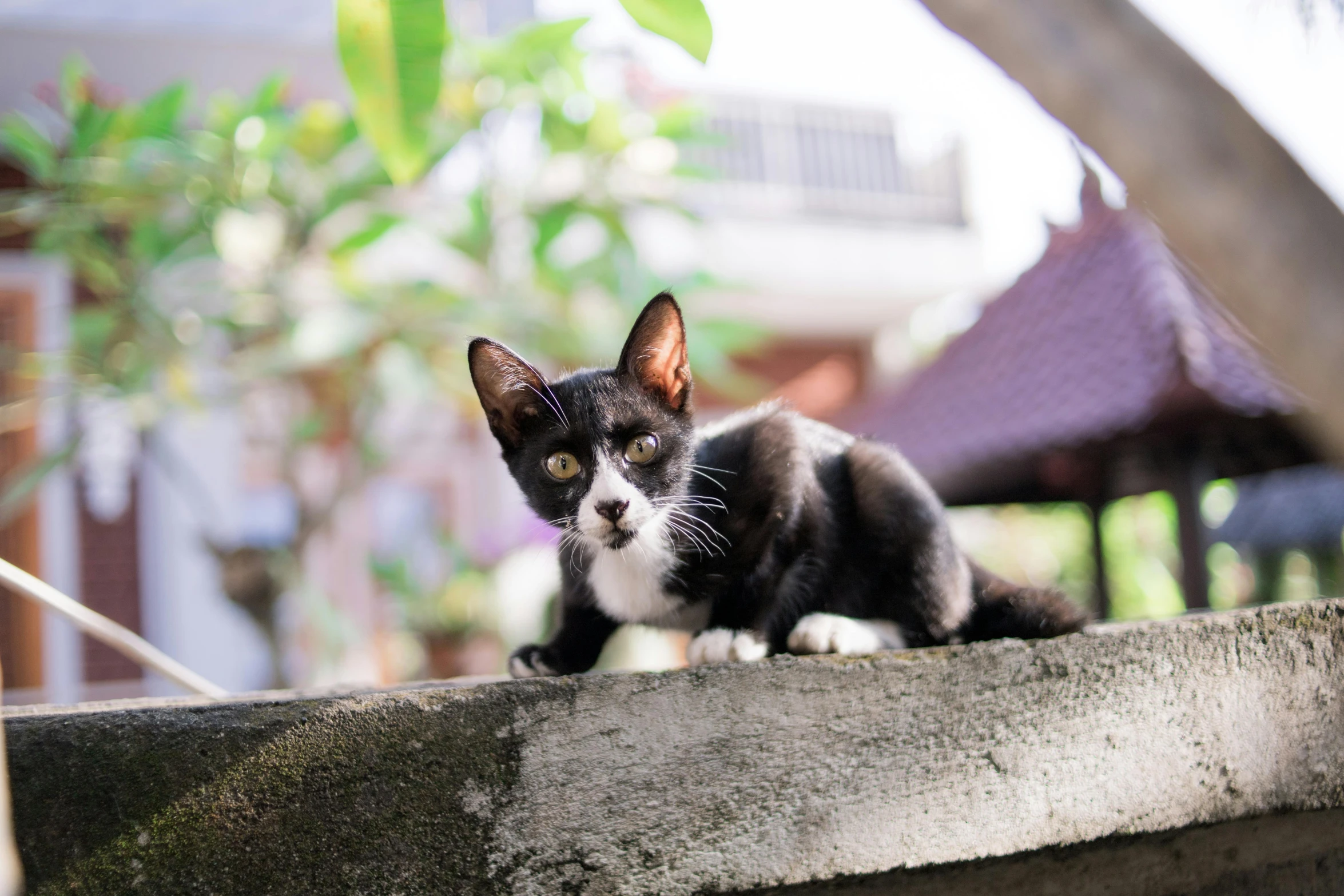 a black and white cat with yellow eyes laying down