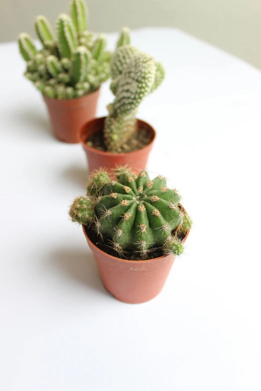 a collection of different types of cactus in pot