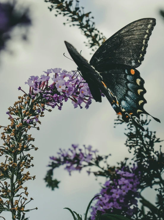 a black erfly sitting on a purple flower