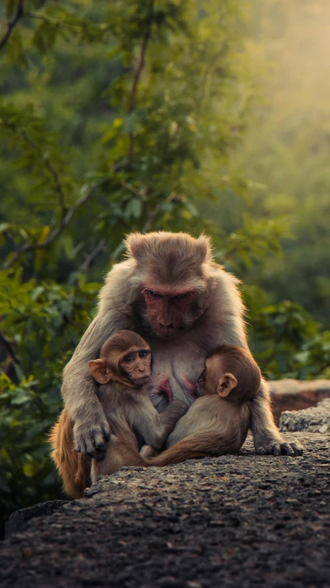 a man holding a baby monkey while sitting on top of a rock