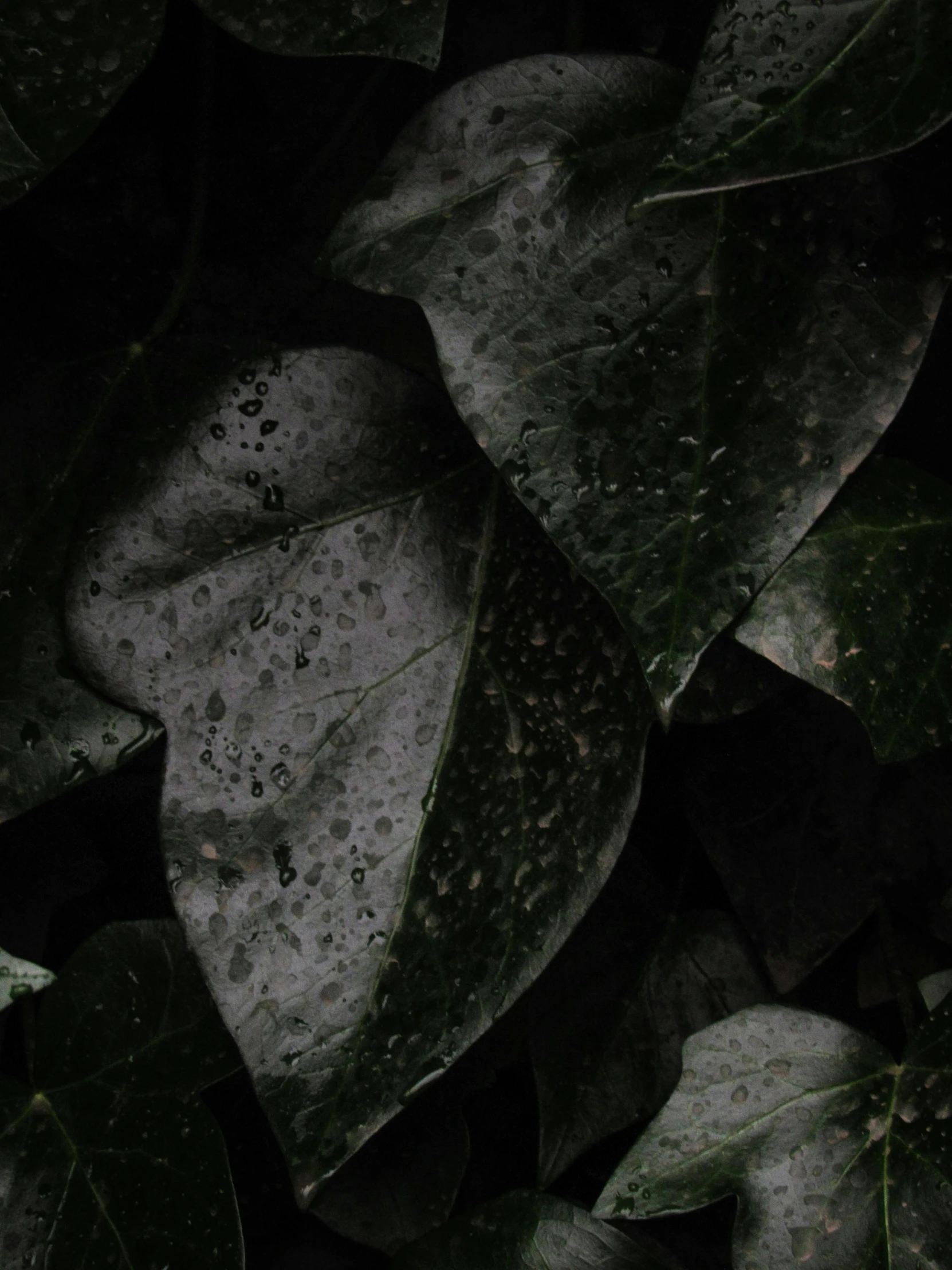 wet leaves lying down in the rain