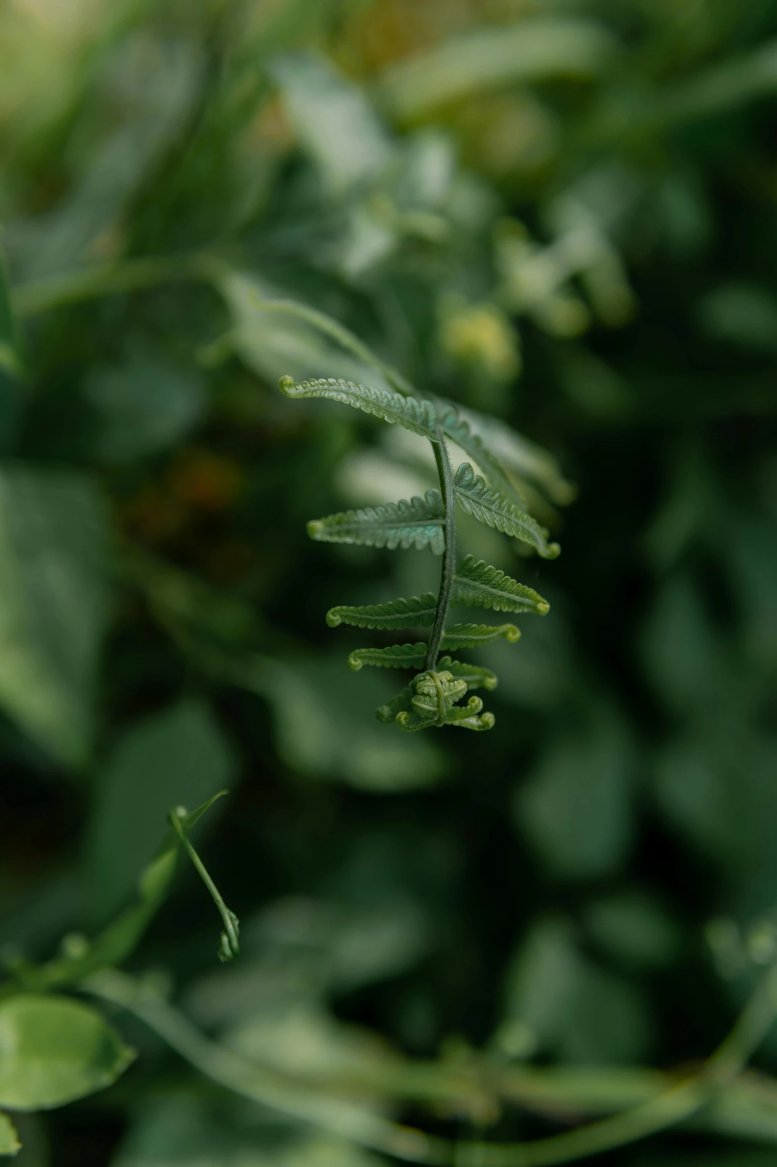 a plant that has a long stem of a plant