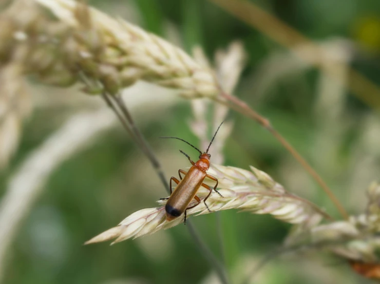 a bug standing on a plant in a field