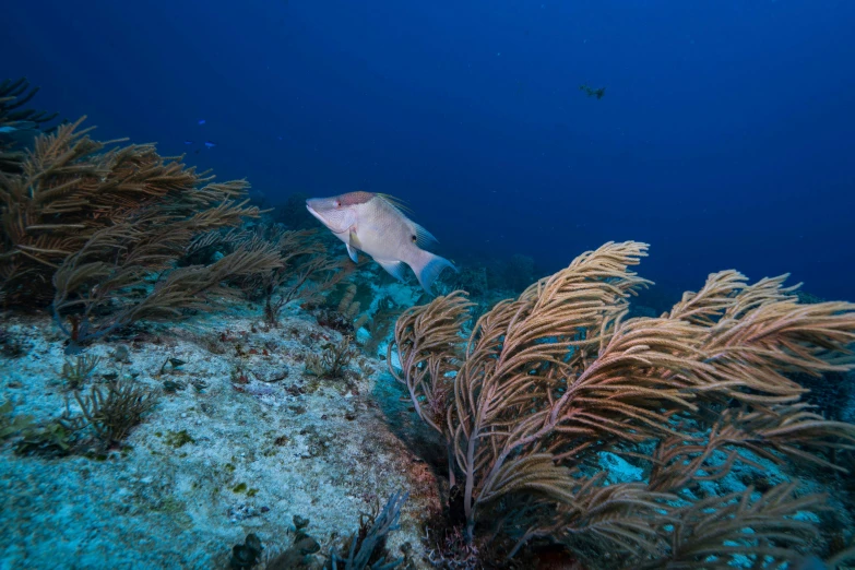 the white fish has very long eyes