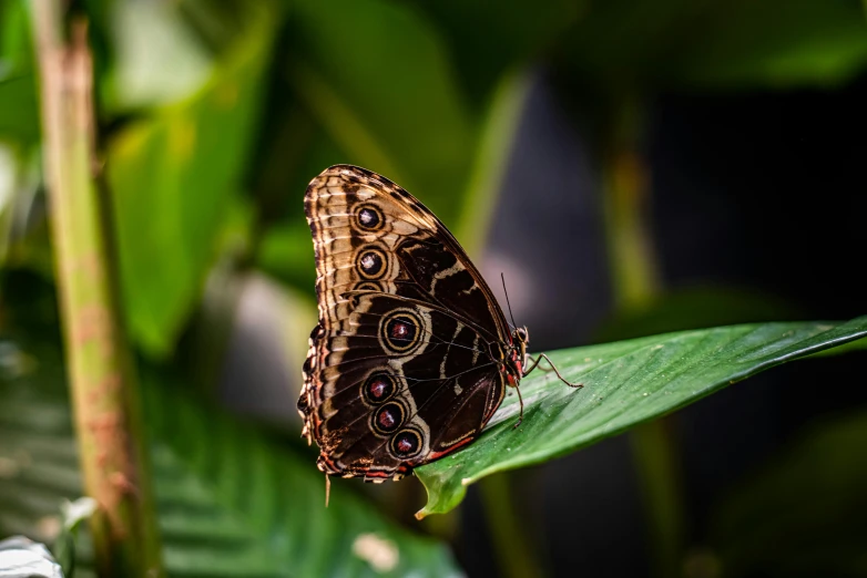 a close up of a brown erfly on green leaves