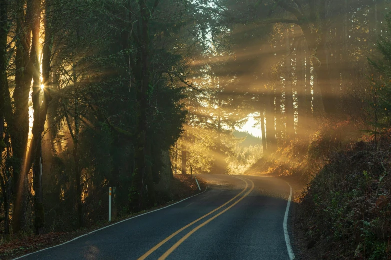 a rural road with sun shining through the trees