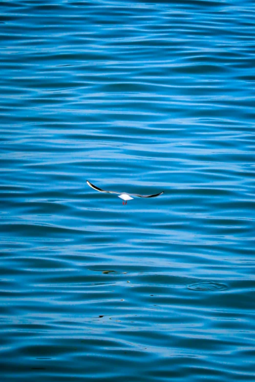 an eagle is flying over a lake