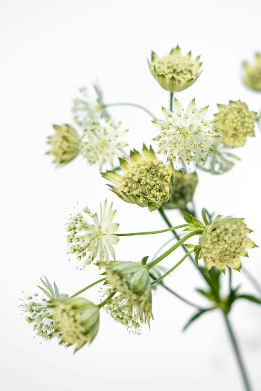 closeup of flowers on stem against light background