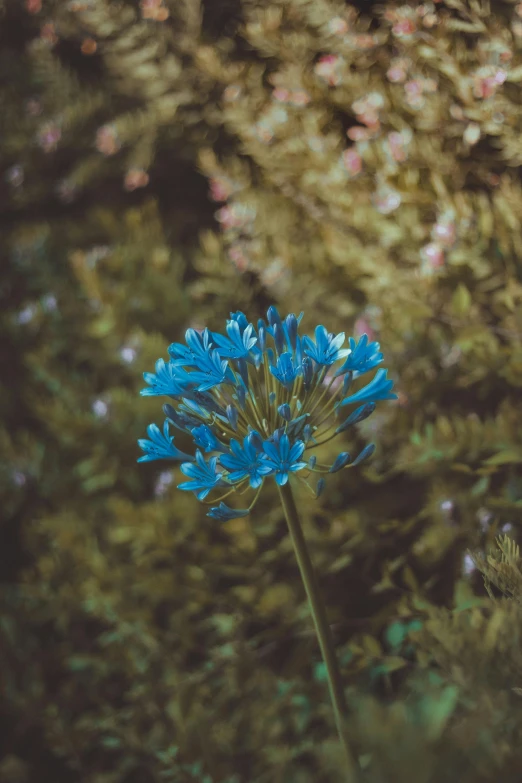 a blue flower sits in the center of some grass