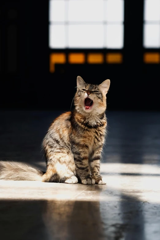 a cute cat yawning while sitting down