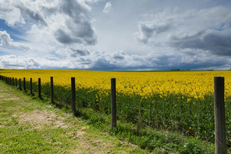 a dirt road running between two fields