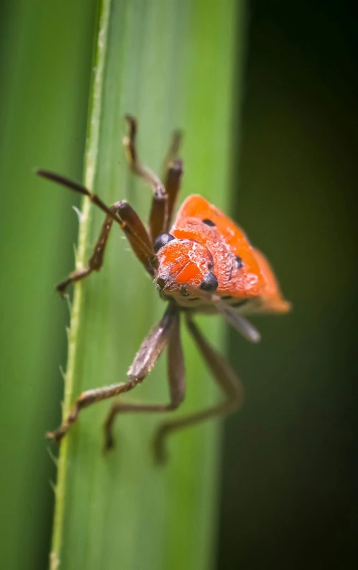 a small orange insect sitting on a green stalk