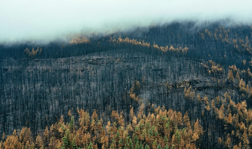 trees on a mountain with clouds coming in the air