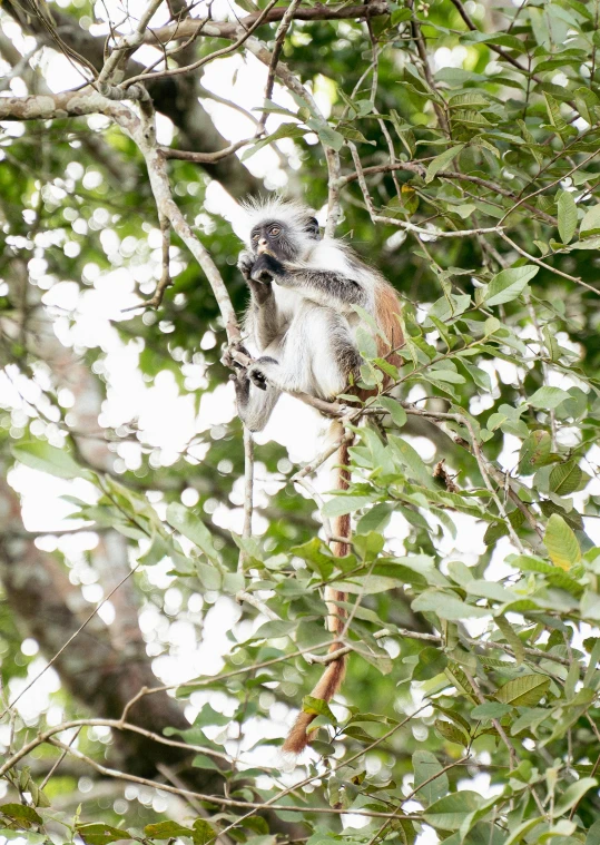 a brown and white bird sitting in a tree