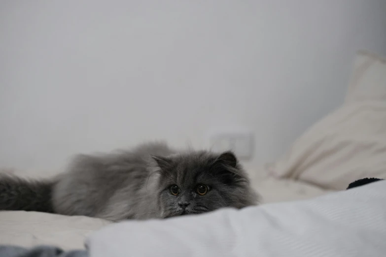 fluffy cat laying on bed with white sheets