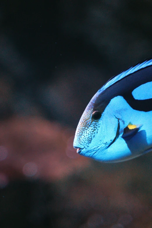 the blue and black fish has bright orange markings on it