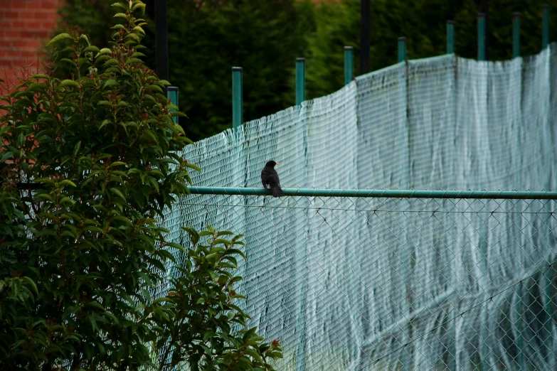 a bird that is sitting on a wire